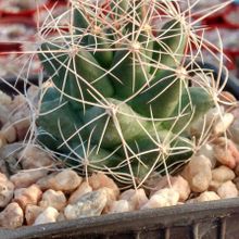 A photo of Mammillaria decipiens ssp. decipiens