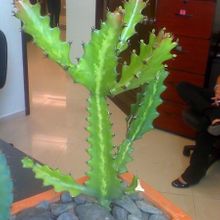 A photo of Euphorbia lactea