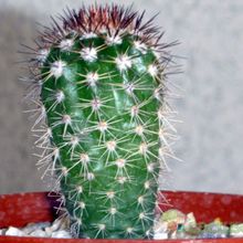 Una foto de Echinocereus stoloniferus var. tayopensis