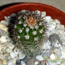 Una foto de Echinocereus stoloniferus var. tayopensis