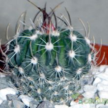 Una foto de Stenocactus multicostatus