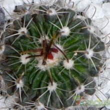 Una foto de Stenocactus multicostatus