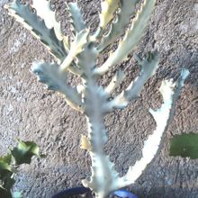 A photo of Euphorbia lactea cv. white ghost