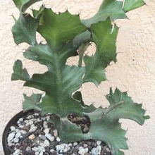 Una foto de Euphorbia bougheyi