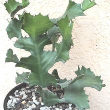 Una foto de Euphorbia bougheyi