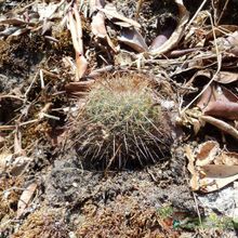 A photo of Mammillaria nunezii