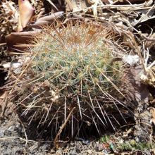A photo of Mammillaria nunezii
