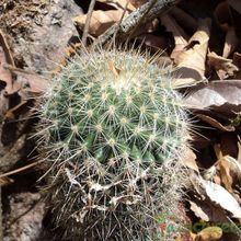 Una foto de Mammillaria nunezii
