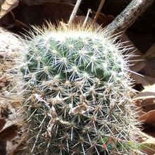 Una foto de Mammillaria nunezii