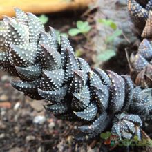 A photo of Haworthia coarctata