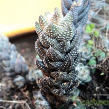A photo of Haworthia coarctata