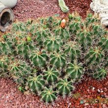 Una foto de Ferocactus robustus