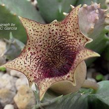 A photo of Huernia barbata  