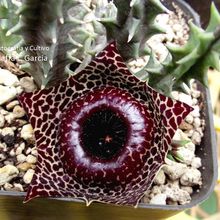 A photo of Huernia reticulata