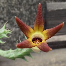 Una foto de Orbea distincta