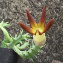 Una foto de Orbea distincta