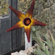 Una foto de Orbea distincta