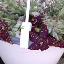 Una foto de Orbea halipedicola