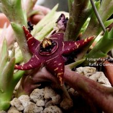 Una foto de Orbea halipedicola