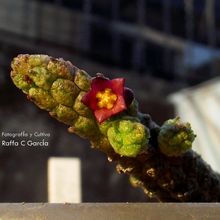 Una foto de Echidnopsis leachii