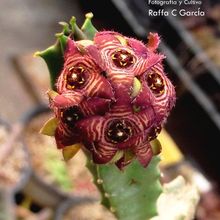 A photo of Caralluma europaea  