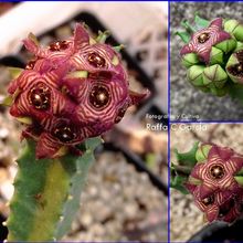 A photo of Caralluma europaea  