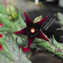 Una foto de Orbea semitubiflora