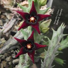Una foto de Orbea semitubiflora