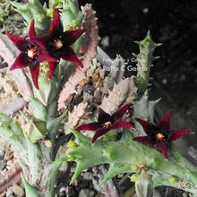 Una foto de Orbea semitubiflora