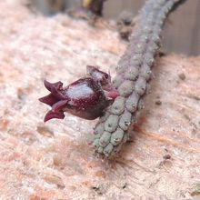 A photo of Echidnopsis ericiflora