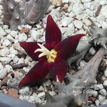 A photo of Piaranthus atrosanguineus
