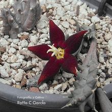 A photo of Piaranthus atrosanguineus