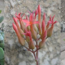 Una foto de Kalanchoe rotundifolia