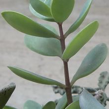 Una foto de Kalanchoe rotundifolia