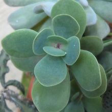Una foto de Kalanchoe rotundifolia