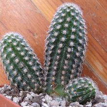 A photo of Pygmaeocereus bylesianus