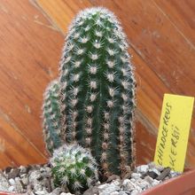 A photo of Pygmaeocereus bylesianus