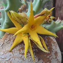 A photo of Orbea lutea