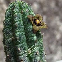 Una foto de Echidnopsis dammanniana