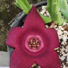 A photo of Stapelia incomparabilis