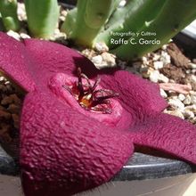 A photo of Stapelia incomparabilis