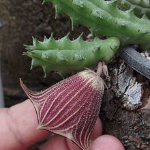 Una foto de Huernia keniensis var. nairobiensis
