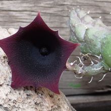 Una foto de Huernia keniensis var. nairobiensis