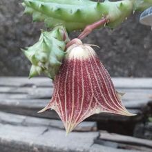 Una foto de Huernia keniensis var. nairobiensis