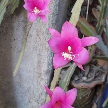 Una foto de Disocactus nelsonii