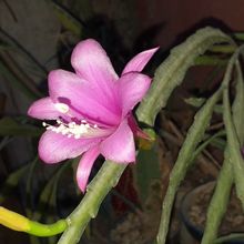 Una foto de Disocactus nelsonii