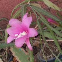 Una foto de Disocactus nelsonii
