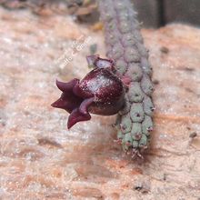 A photo of Echidnopsis ericiflora