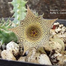 Una foto de Huernia pulchra