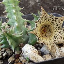 Una foto de Huernia pulchra